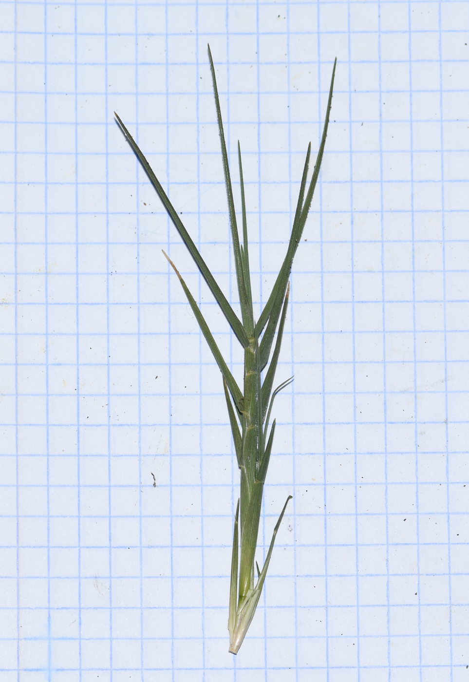 Image of Distichlis spicata specimen.