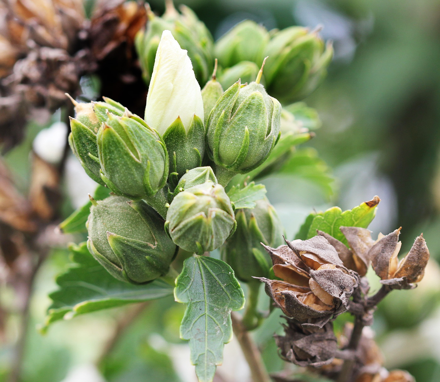 Image of Hibiscus syriacus specimen.