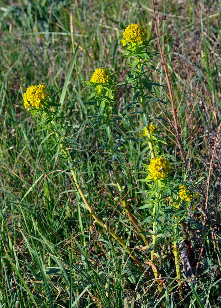 Image of Euphorbia palustris specimen.