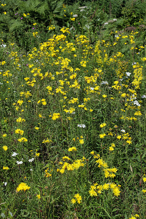 Image of Hieracium umbellatum specimen.