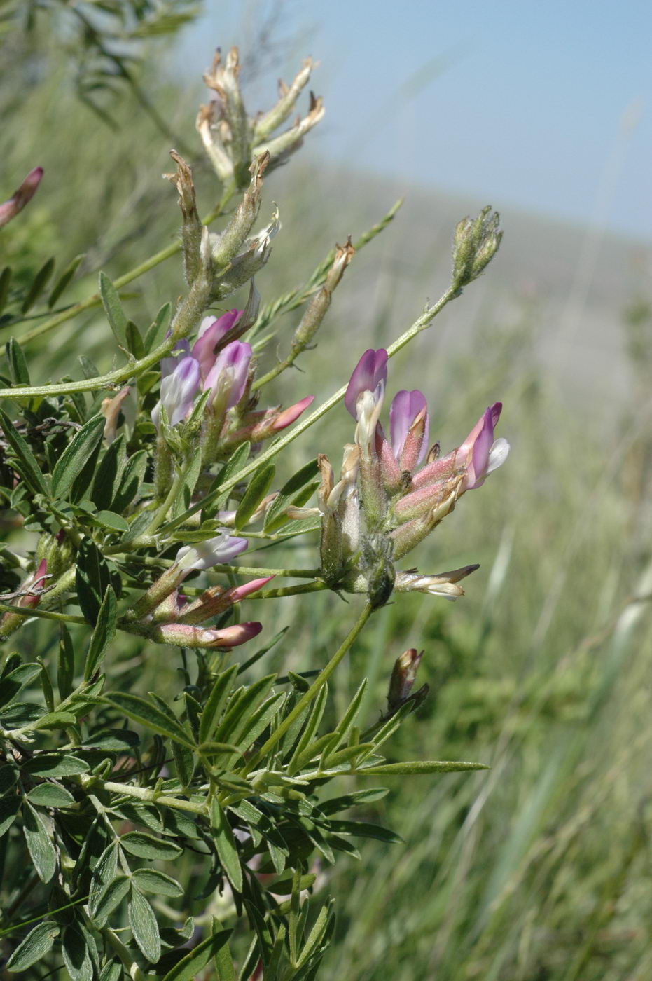 Изображение особи Astragalus aktiubensis.