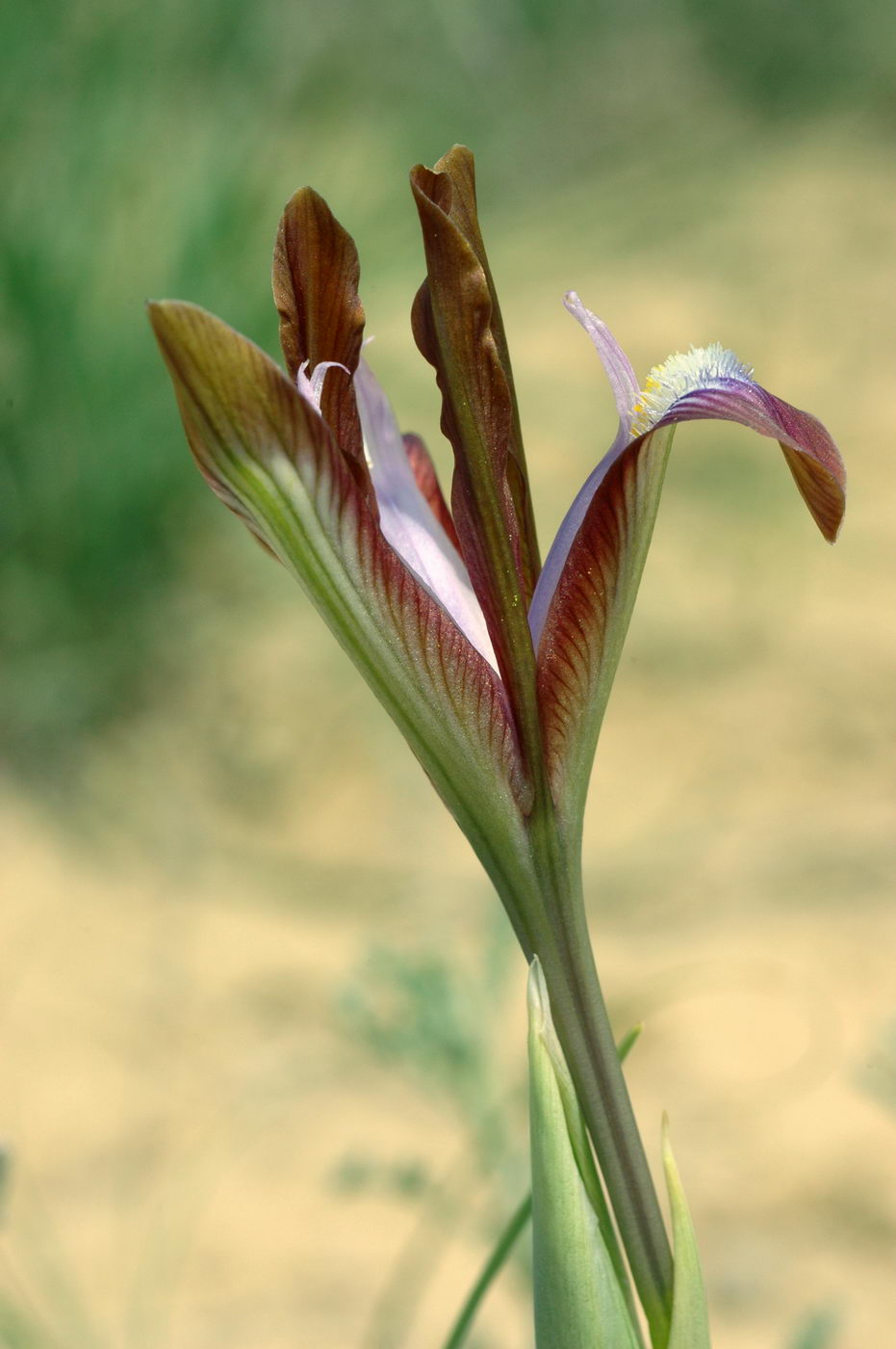 Image of Iris longiscapa specimen.