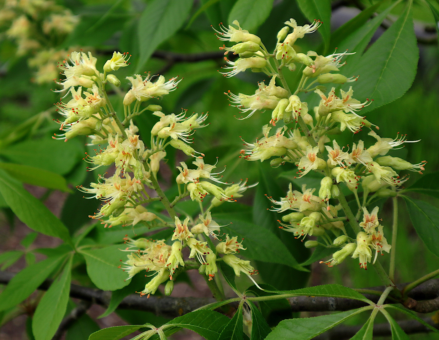 Изображение особи Aesculus glabra.