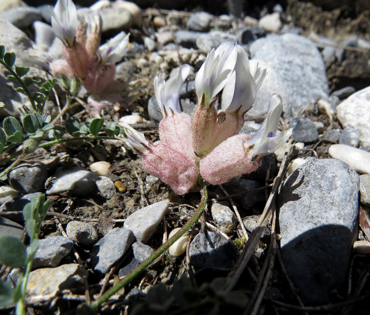 Image of Astragalus nivalis specimen.