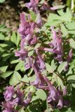 Corydalis solida