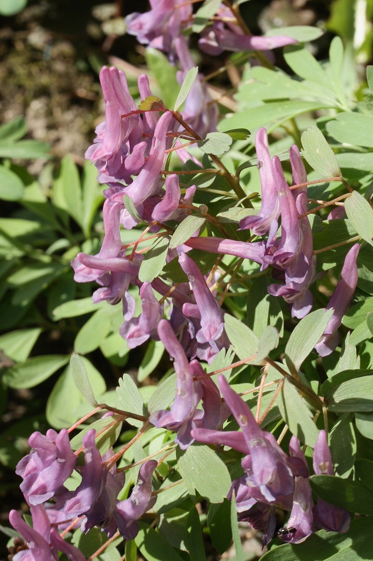 Изображение особи Corydalis solida.