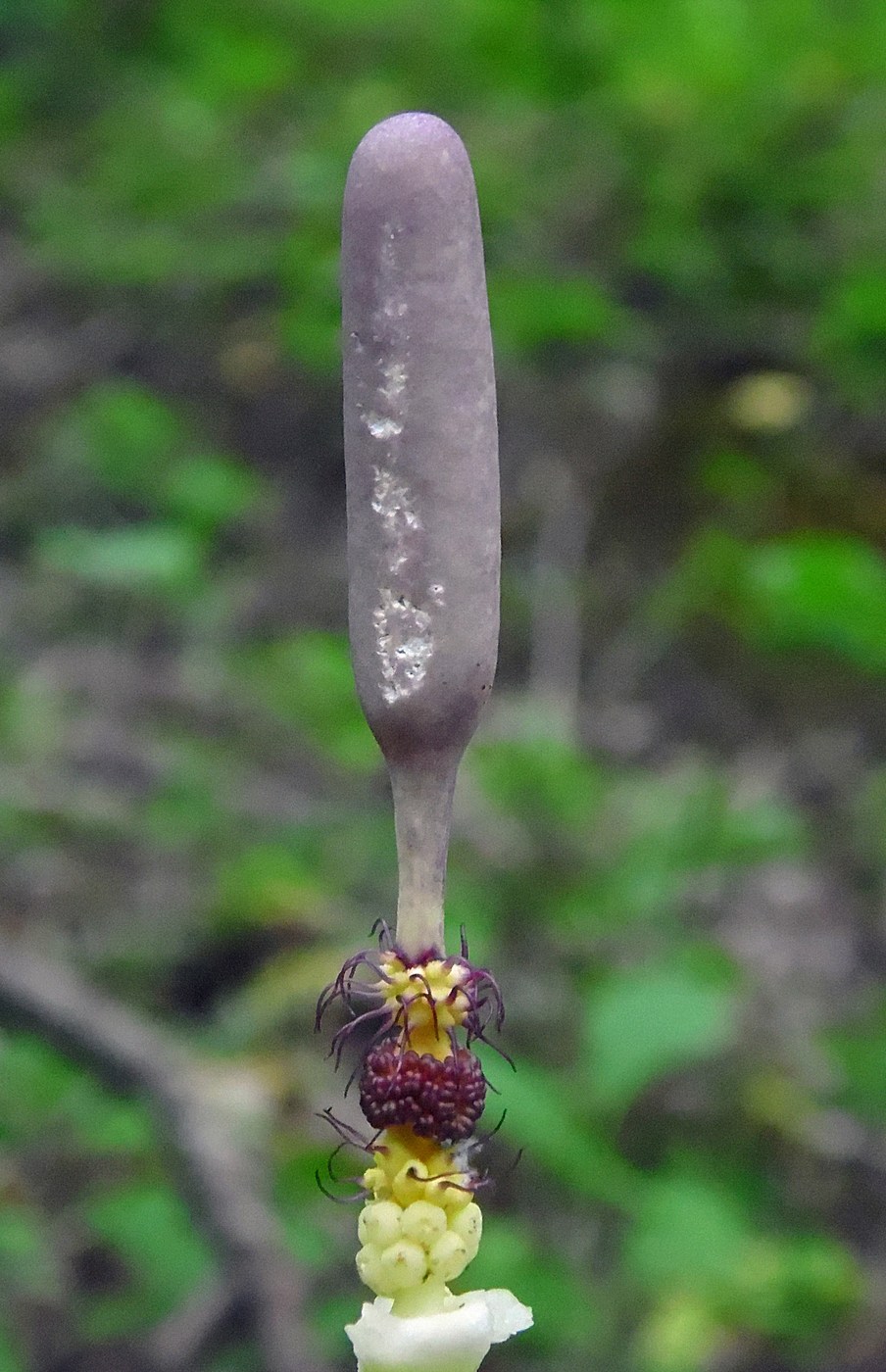 Image of Arum maculatum specimen.