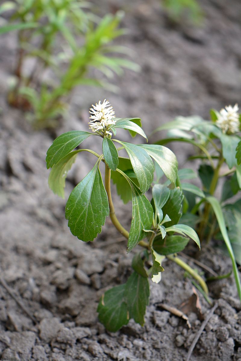 Изображение особи Pachysandra terminalis.