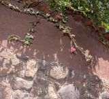 Passiflora mixta. Побеги с цветками. Перу, регион Куско, пос. Ollantaytambo, ограда двора. 11.10.2019.