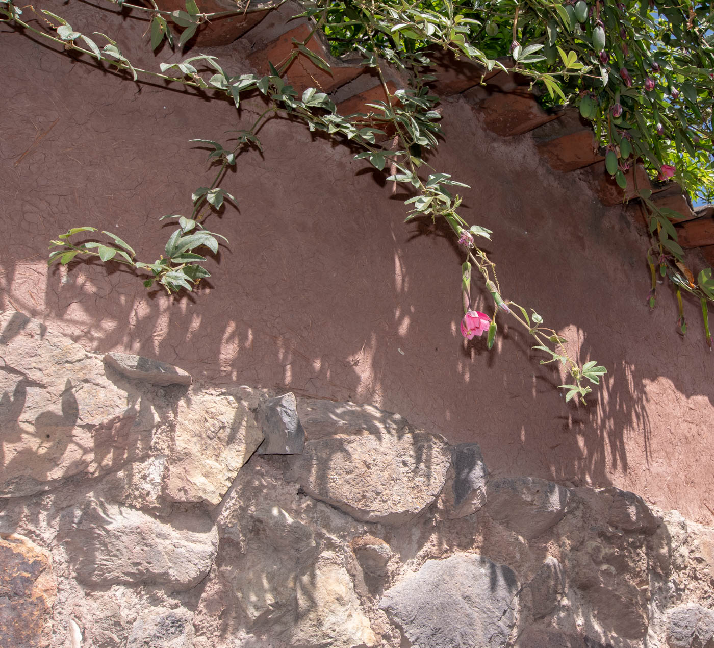 Image of Passiflora mixta specimen.