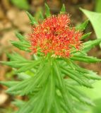 Rhodiola linearifolia