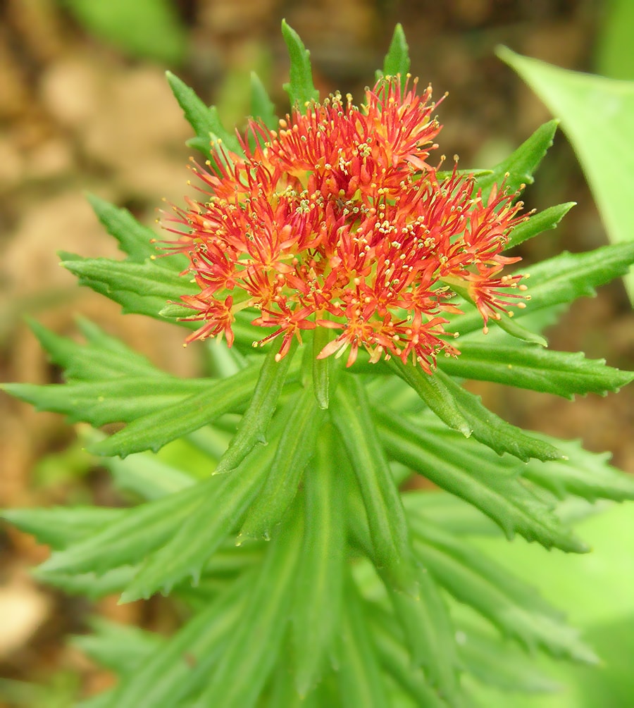 Image of Rhodiola linearifolia specimen.