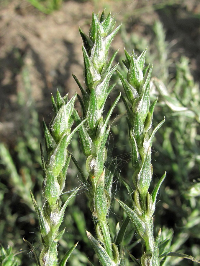 Image of Corispermum algidum specimen.