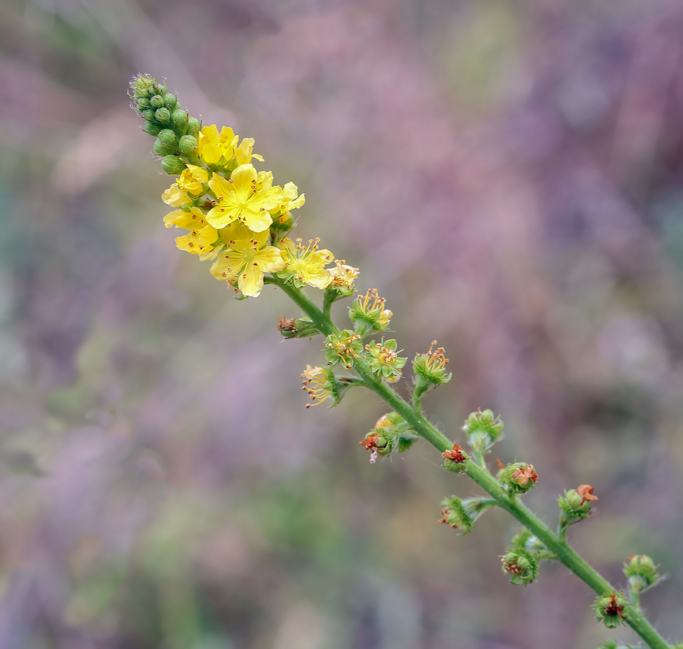 Image of Agrimonia eupatoria specimen.