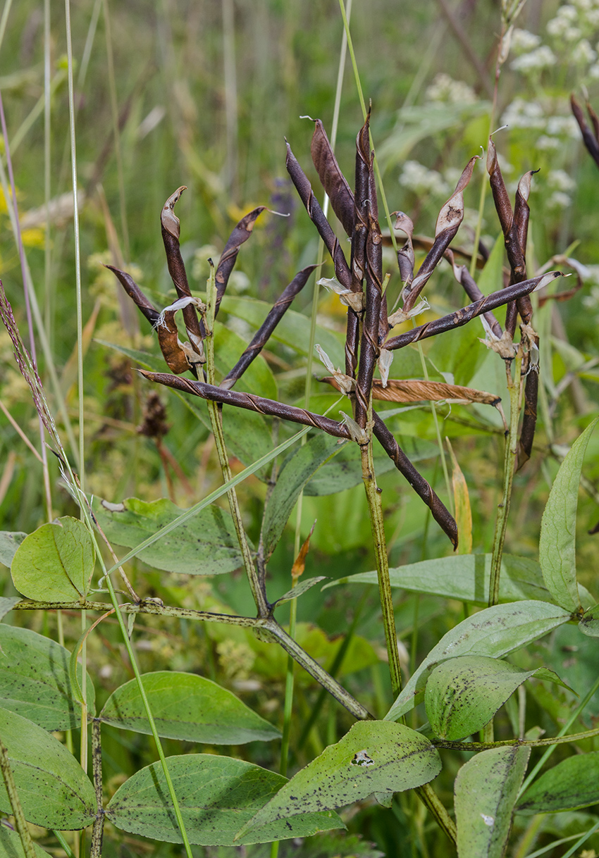 Image of Lathyrus vernus specimen.