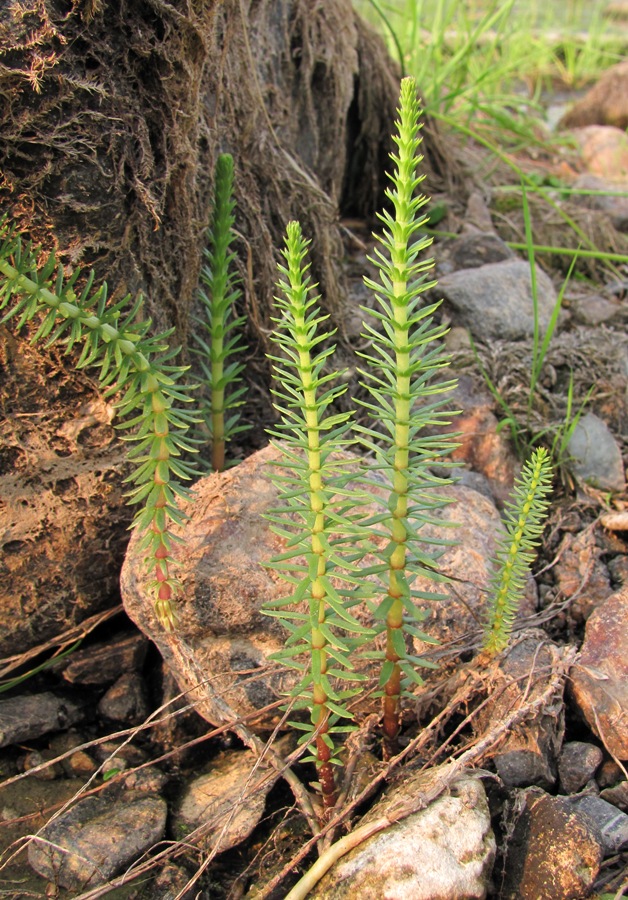 Image of Hippuris vulgaris specimen.