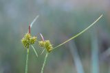 Carex bergrothii. Верхушки плодоносящих растений. Кировская обл., Кирово-Чепецкий р-н, ур. Большое Каринское Болото. 15.07.2017.