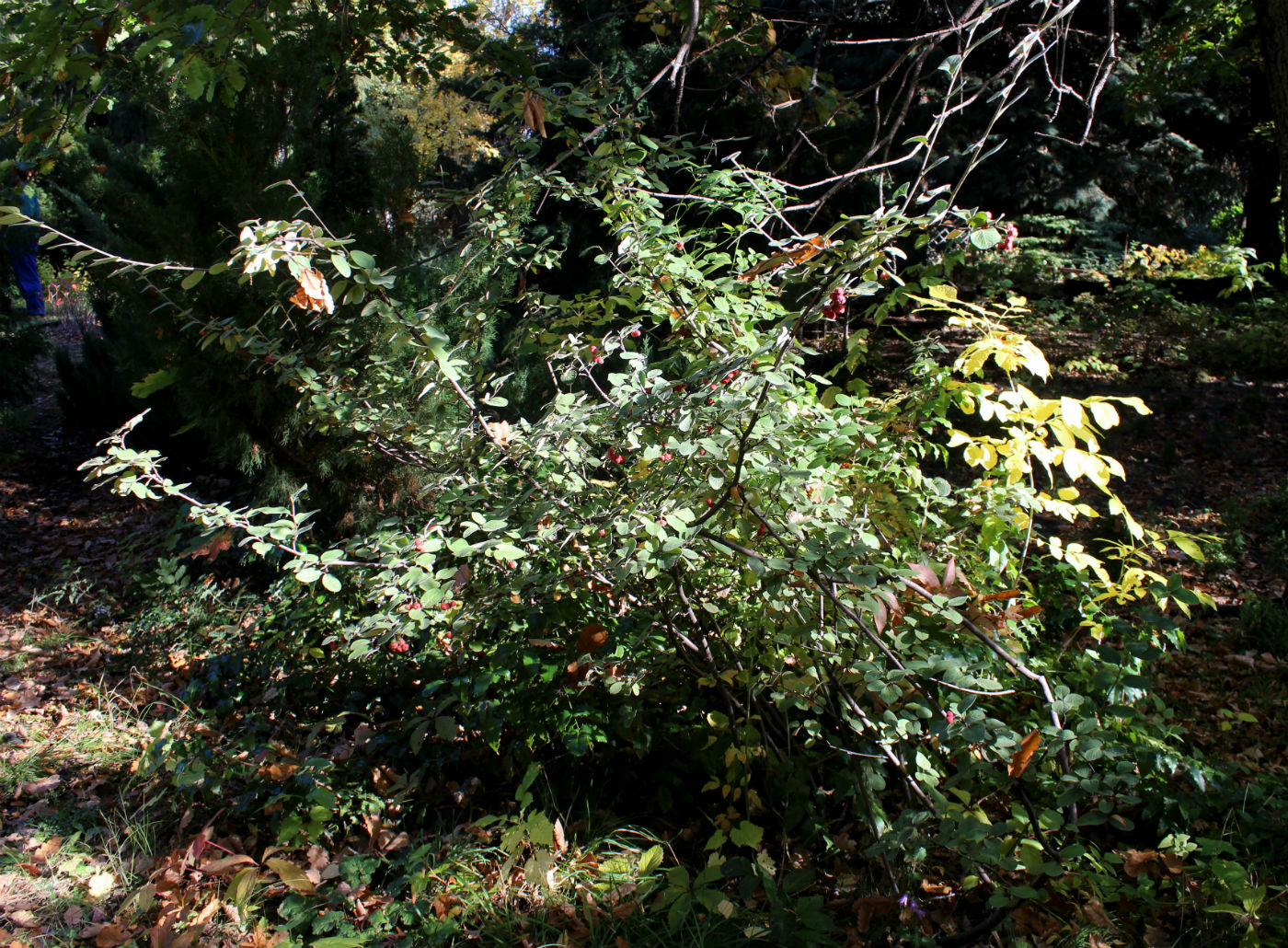 Image of Cotoneaster tomentosus specimen.