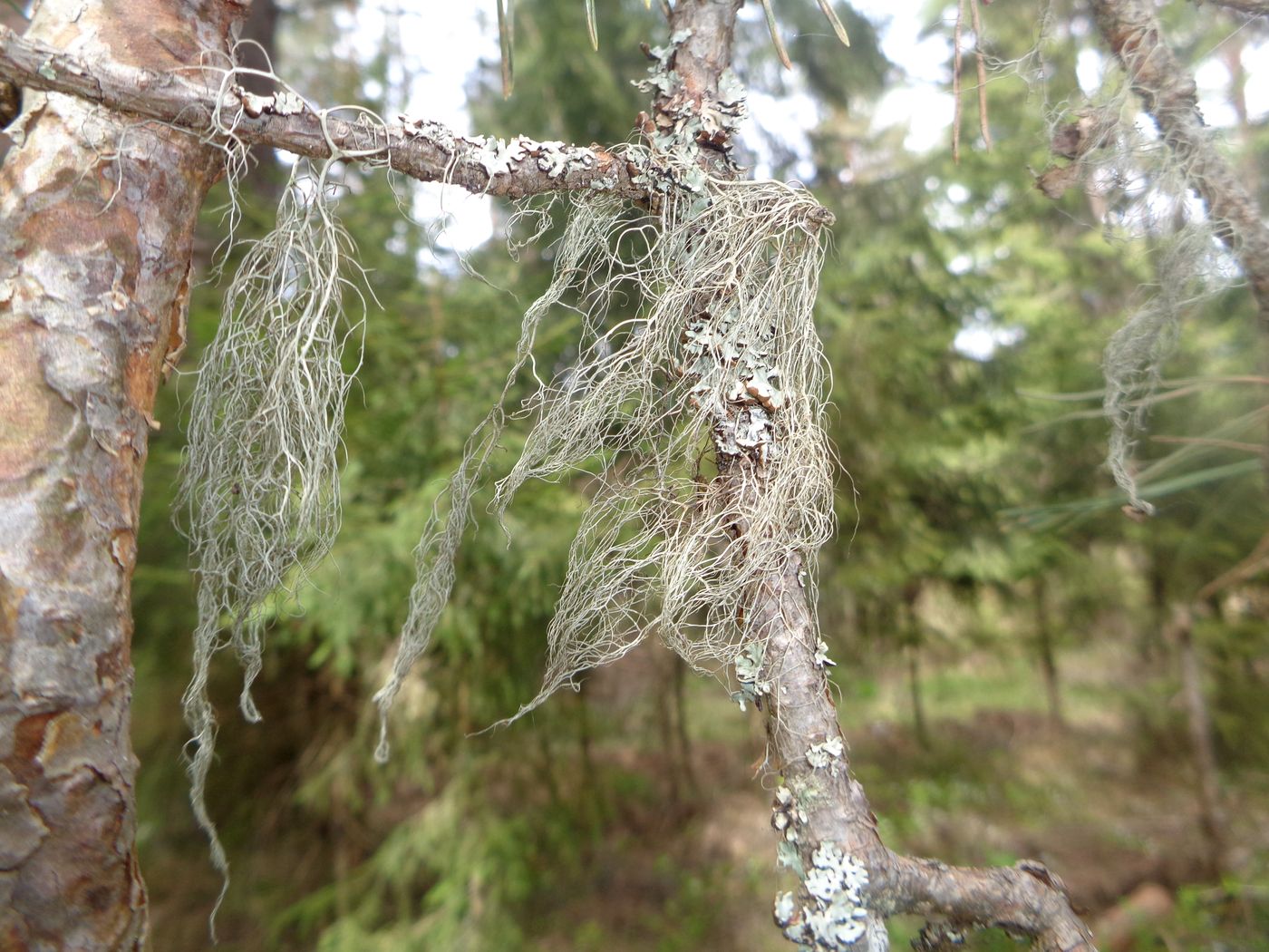 Image of genus Usnea specimen.