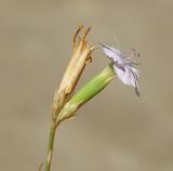 genus Dianthus. Соцветие (вид сбоку). Республика Крым, Ленинский р-н, Караларский природный парк, петрофитная степь. Сентябрь 2020 г.