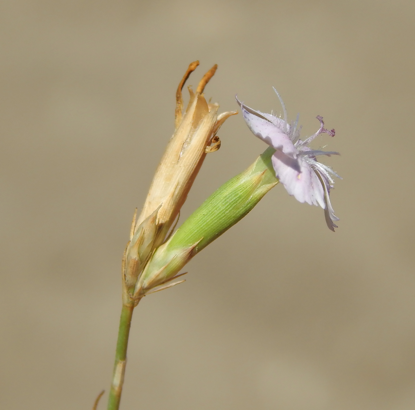 Image of genus Dianthus specimen.