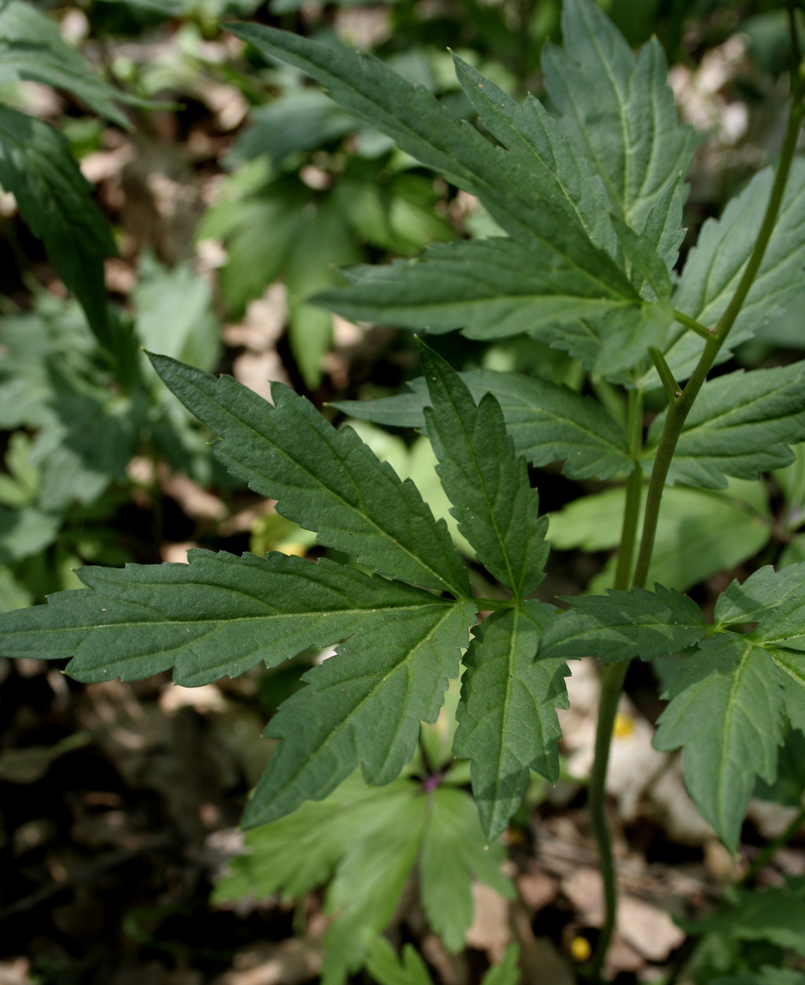 Image of Cardamine quinquefolia specimen.