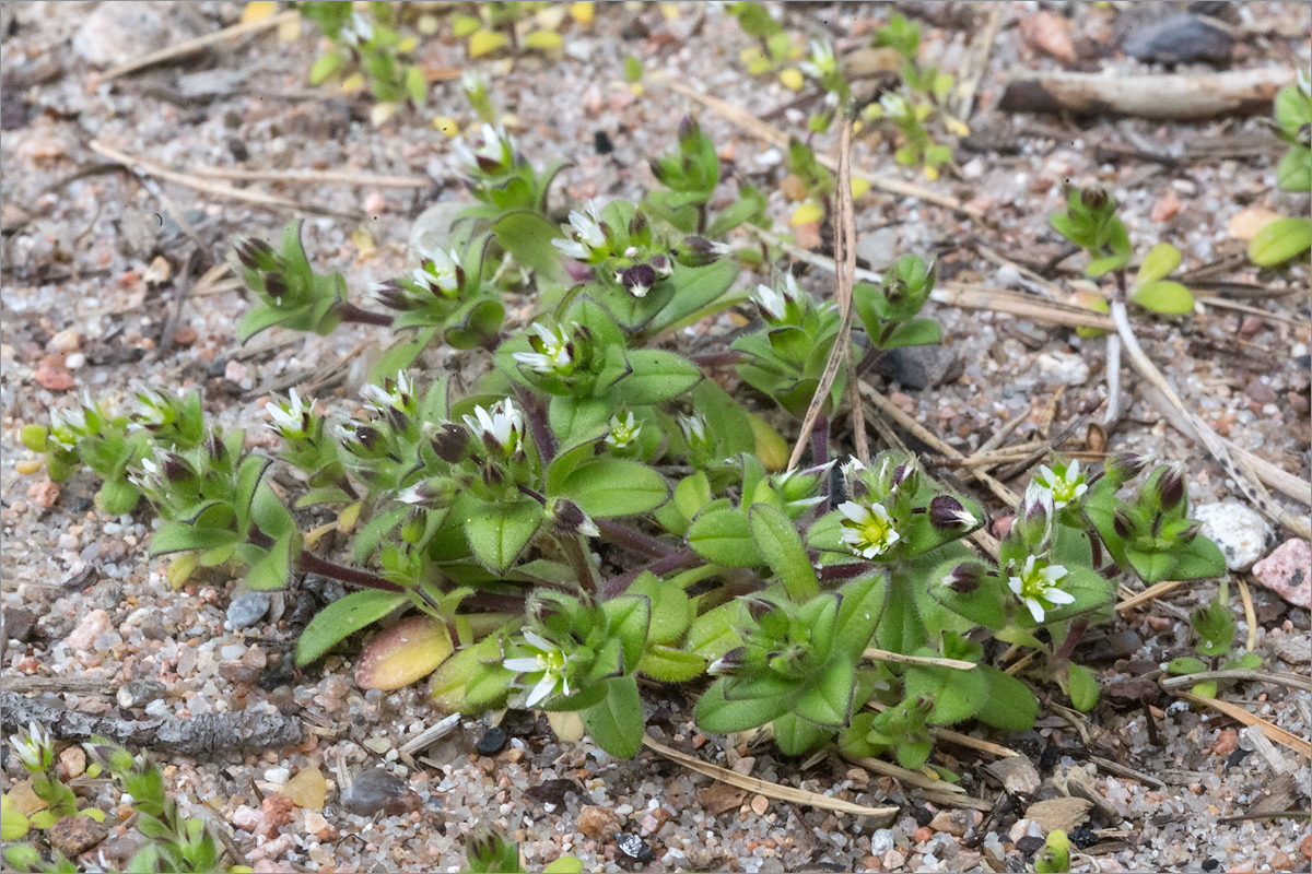 Изображение особи Cerastium semidecandrum.