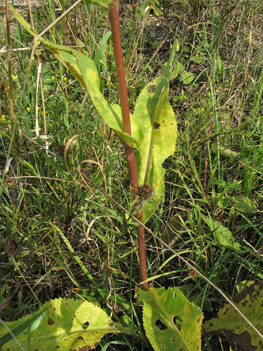 Изображение особи Senecio umbrosus.