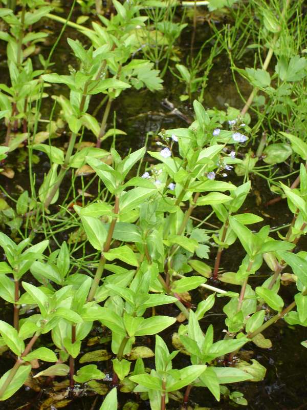 Image of Veronica americana specimen.