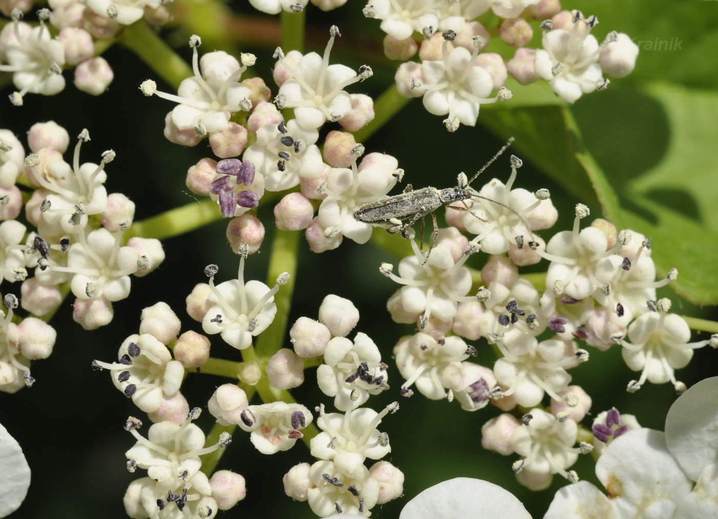 Изображение особи Viburnum sargentii.