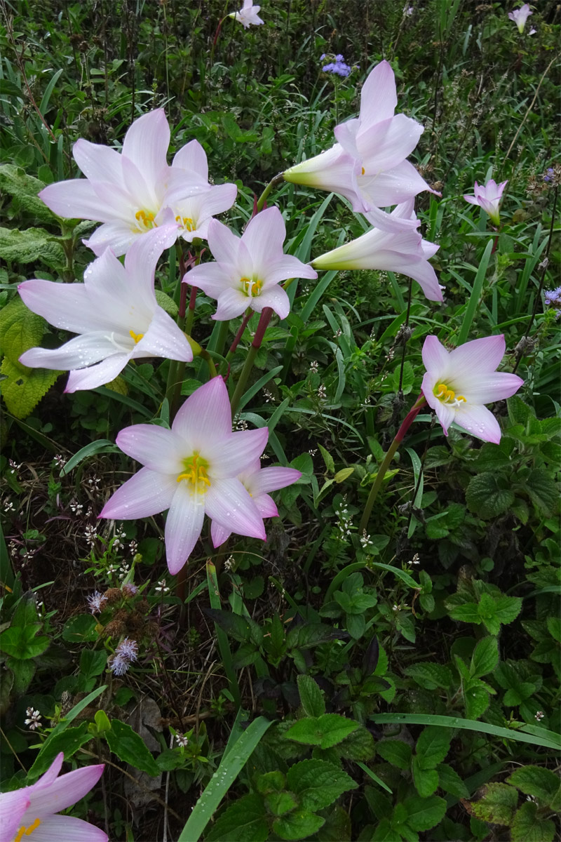 Image of Zephyranthes rosea specimen.