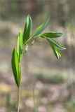 Polygonatum odoratum