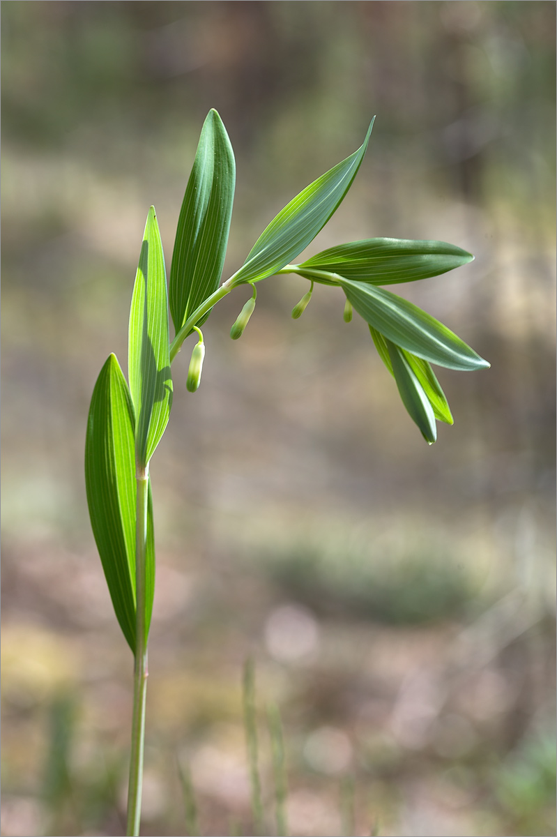 Image of Polygonatum odoratum specimen.