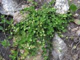 Arenaria rotundifolia. Плодоносящее растение. Кабардино-Балкария, Эльбрусский р-н, долина р. Ирик, ок. 2500 м н.у.м., каменистый склон. 07.07.2020.