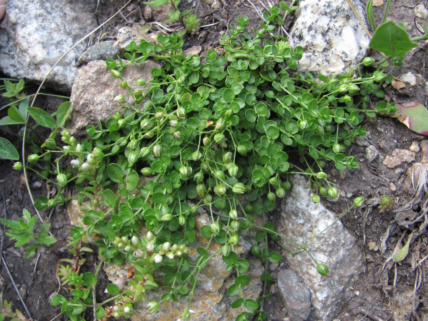 Image of Arenaria rotundifolia specimen.