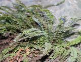 Asplenium trichomanes