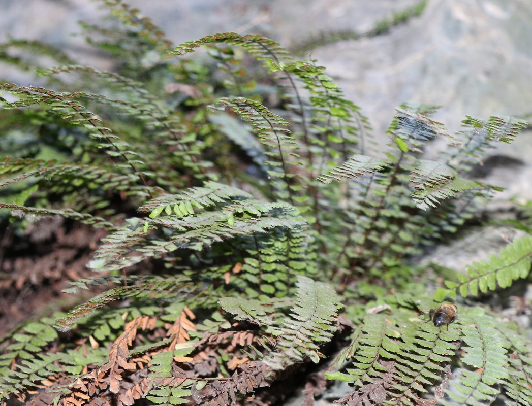 Изображение особи Asplenium trichomanes.