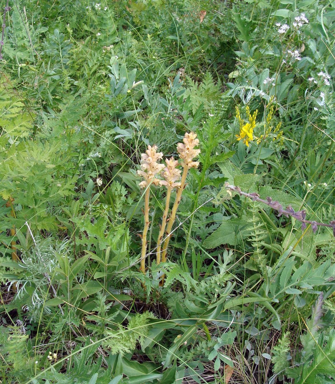 Изображение особи Orobanche bartlingii.