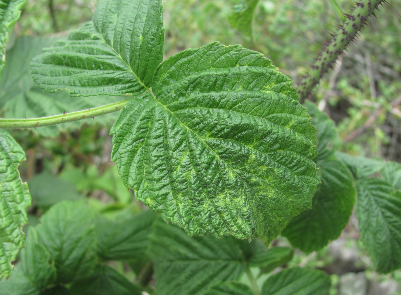 Изображение особи Rubus idaeus.