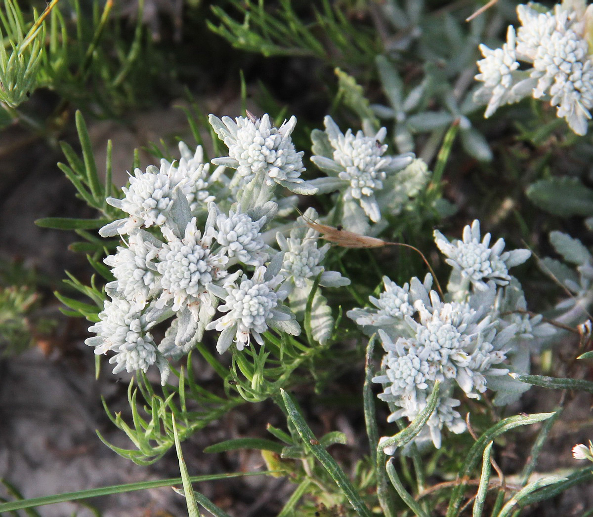 Изображение особи Teucrium capitatum.