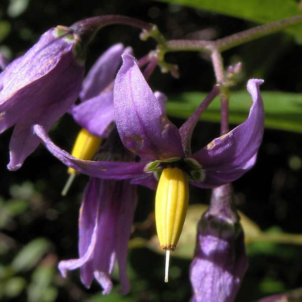 Изображение особи Solanum dulcamara.