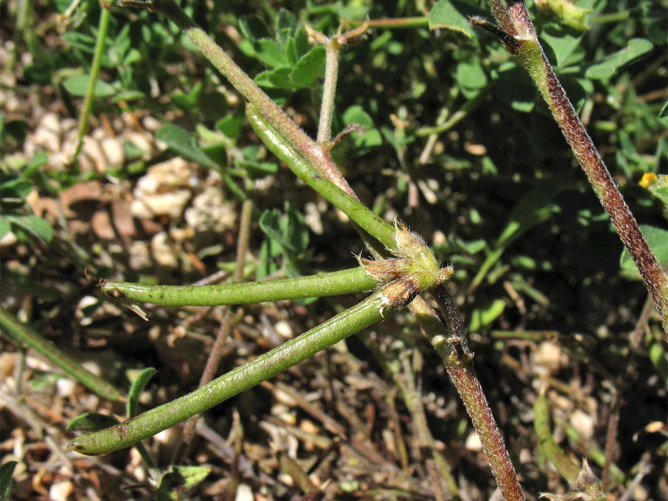 Изображение особи Lotus peregrinus.