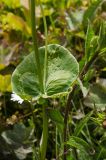 Bupleurum subspecies aureum