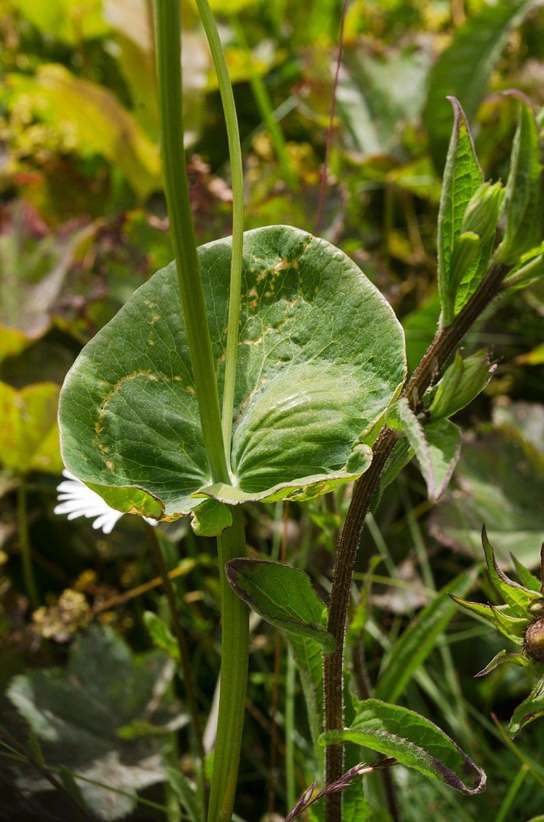 Изображение особи Bupleurum longifolium ssp. aureum.