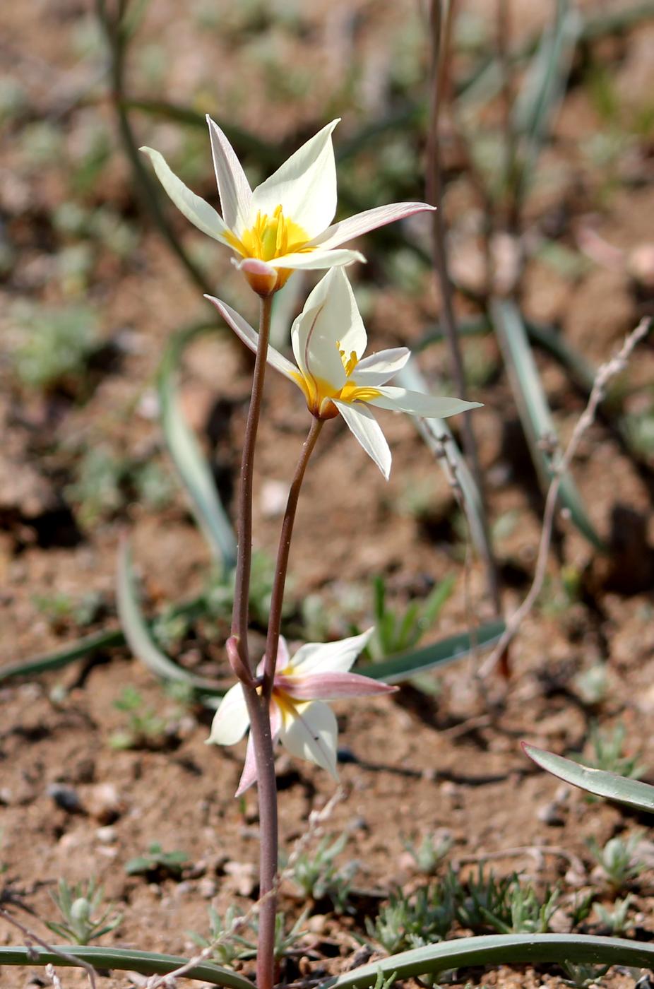 Image of Tulipa buhseana specimen.