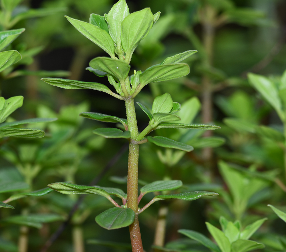 Image of genus Peperomia specimen.