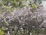 Armeniaca mandshurica. Цветущие растения. Хабаровск, территория 1-й краевой больницы. 19.05.2011.