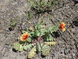 Glaucium elegans. Цветущее и плодоносящее растение. Узбекистан, Джизакская обл., Туркестанский хребет, Зааминский национальный парк, урочище Уриклисай, около 1800 м н.у.м., каменисто-щебнистый склон. 11.05.2019.