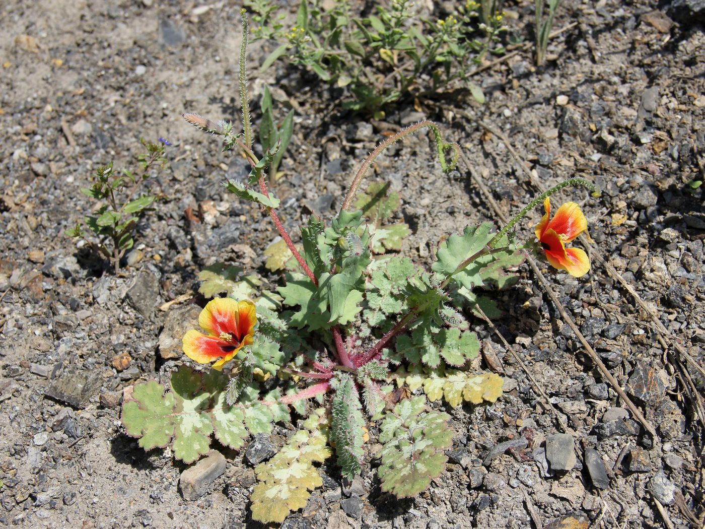 Image of Glaucium elegans specimen.