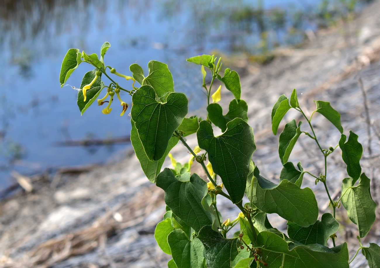 Image of Aristolochia clematitis specimen.